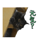 猫で挨拶とか色々（個別スタンプ：34）