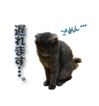 猫で挨拶とか色々（個別スタンプ：36）