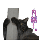 猫で挨拶とか色々（個別スタンプ：37）