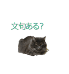 猫で挨拶とか色々（個別スタンプ：38）