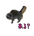 猫で挨拶とか色々（個別スタンプ：39）