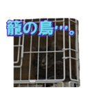 猫で挨拶とか色々（個別スタンプ：40）