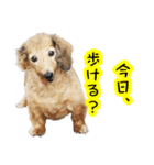散歩しよ（個別スタンプ：1）