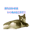 散歩しよ（個別スタンプ：3）