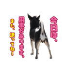 散歩しよ（個別スタンプ：6）