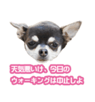 散歩しよ（個別スタンプ：7）