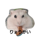 My cute hamsters（個別スタンプ：2）