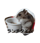 My cute hamsters（個別スタンプ：3）