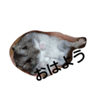 My cute hamsters（個別スタンプ：4）