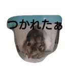My cute hamsters（個別スタンプ：6）