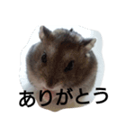My cute hamsters（個別スタンプ：7）