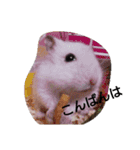 My cute hamsters（個別スタンプ：8）