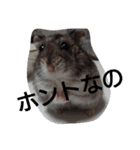 My cute hamsters（個別スタンプ：9）
