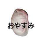 My cute hamsters（個別スタンプ：10）