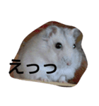 My cute hamsters（個別スタンプ：11）