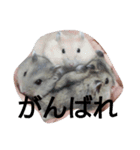 My cute hamsters（個別スタンプ：12）