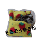 My cute hamsters（個別スタンプ：13）