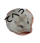My cute hamsters（個別スタンプ：14）