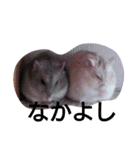 My cute hamsters（個別スタンプ：16）