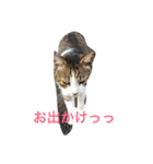 ねこづくし♡（個別スタンプ：9）