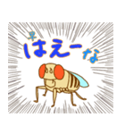 キイロショウジョウバエ（個別スタンプ：1）
