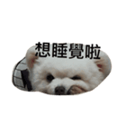 Niu's life（個別スタンプ：3）