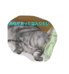 ねこの会話1（個別スタンプ：15）