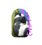 シーズー ぽぽとすず（個別スタンプ：7）