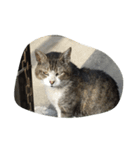 ねこに元気もらってる。（個別スタンプ：1）