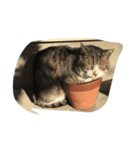 ねこに元気もらってる。（個別スタンプ：2）