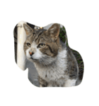 ねこに元気もらってる。（個別スタンプ：4）
