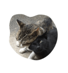 ねこに元気もらってる。（個別スタンプ：5）