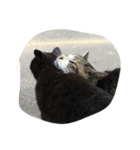 ねこに元気もらってる。（個別スタンプ：6）