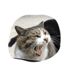 ねこに元気もらってる。（個別スタンプ：7）