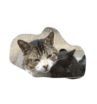 ねこに元気もらってる。（個別スタンプ：8）