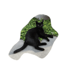 ねこに元気もらってる。（個別スタンプ：9）