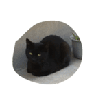 ねこに元気もらってる。（個別スタンプ：10）