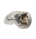 ねこに元気もらってる。（個別スタンプ：11）