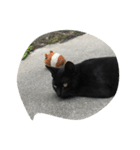 ねこに元気もらってる。（個別スタンプ：12）