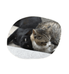 ねこに元気もらってる。（個別スタンプ：13）