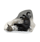 ねこに元気もらってる。（個別スタンプ：14）