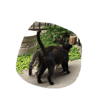 ねこに元気もらってる。（個別スタンプ：15）