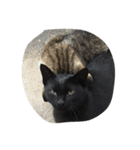 ねこに元気もらってる。（個別スタンプ：16）
