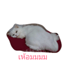 Diamond's life（個別スタンプ：6）