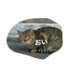 猫気分（個別スタンプ：5）