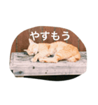 猫気分（個別スタンプ：7）