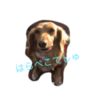 おてんばガールあんずちゃん（個別スタンプ：14）