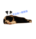 Dog happy day（個別スタンプ：6）