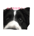 Dog happy day（個別スタンプ：8）