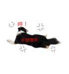 Dog happy day（個別スタンプ：9）